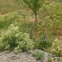 فروش-زمین