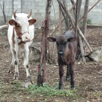 گاو چالوسی باگوساله نر هلیشتان اث|حیوانات مزرعه|رشت, سعدی (تختی)|دیوار