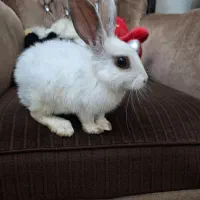 خرگوش نژاد نیوزیلندی