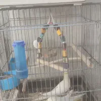 عروس هلندی دستی وسخن گو با قفس ۵ملیون|پرنده|کوهدشت, |دیوار