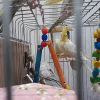 عروس هلندی دستی