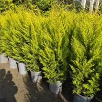 فروش لاوسون کاج طلایی،یاس هلندی ارسال به همه شهرها