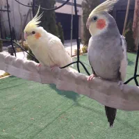 1جفت عروس هلندی