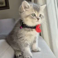 بریتیش عروسکی