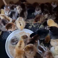 جوجه محلی|حیوانات مزرعه|اسفراین, |دیوار