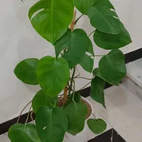 برگ انجیری