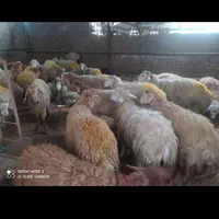 گوسفند زنده نرچاق گوشتی کل نقاط تهران24ساعته