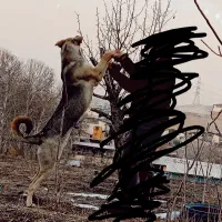 توله پژدر 9ماهه ماده درپردیس