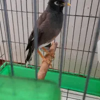 فروش یا معاوضه مرغ مینا