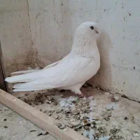کبوتر ماده سفید،اراکی،تهرانی،شمرونی|پرنده|مبارکه, |دیوار
