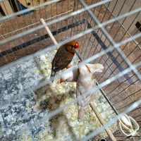 فنچ ایزابل ، اورنج|پرنده|ری, حمزهآباد|دیوار