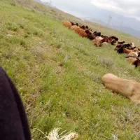 بره نر وماده