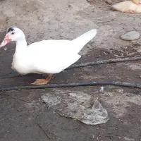 جوجه اردک