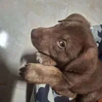 سگ نژاد لابرادور رتریور