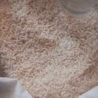 طارم هاشمی و سرلاشه و طارم فجر معطر