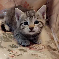 گربه گوگولی