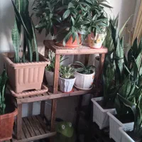 استند  سالم