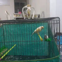 قناری ماده|پرنده|ملایر, |دیوار