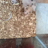 همستر نر و ماده