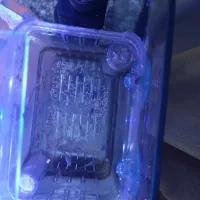 ماهی آکواریومی