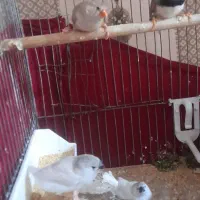 فنچ ۲۵۰ تومن