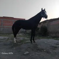 اسب تروبرد وارداتی