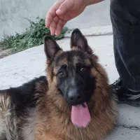 فروش سگ ژرمن شولاین