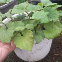 گل سینره|گل و گیاه طبیعی|تالش, جوکندان|دیوار