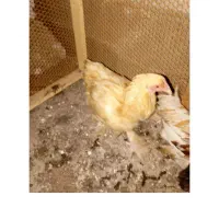 مرغ خروس برهما