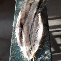 پر طبیعی شترمرغ جهت نظافت سنتور