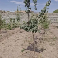 خونه به متراج ۵۲۰متر۱۶۰متر زیربنا خونه سر دونبش|فروش خانه و ویلا|بردسیر, |دیوار
