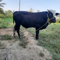 فروش گاو نر گوشتی نژاد سمینتال