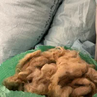 فروش پشم گوسفند