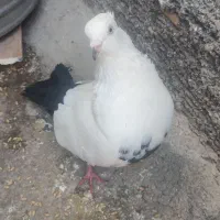 کبوتر