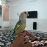 کوتوله و مرغ عشق فول دستی