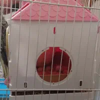 عروس هلندی|پرنده|شیراز, شهرک مفتح|دیوار