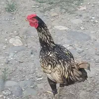 خروس لاری