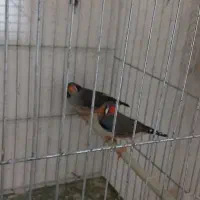 نرگسی نر بالغ مست،یک جفت فنچ زبرا همراه تخم معاوضه|پرنده|رشت, تازه آباد|دیوار