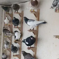 کبوتر سرو شهری