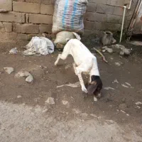 تولهدنبلانی