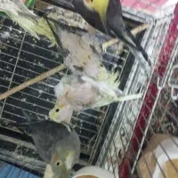 7تا عروس هلند ی
