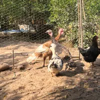 بوقلمون و اردک