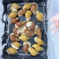 حلزون آچاتینا مولد