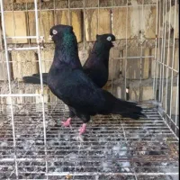 کبوتر