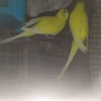 عروس هلندی آلبینو مولد و مرغ عشق نر|پرنده|چابهار, |دیوار