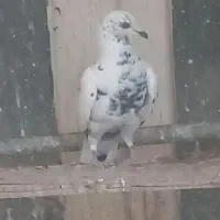 کبوتر گلی|پرنده|آباده, |دیوار