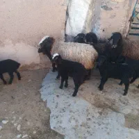 میش جوان سیا سام ۶راس بره دار