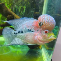 فلاور هورن .تایلند.اور سایز .گرید A