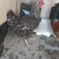 مرغ تخمگذار|حیوانات مزرعه|تهران, بیسیم|دیوار