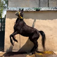 اسب مادیان 3 ساله